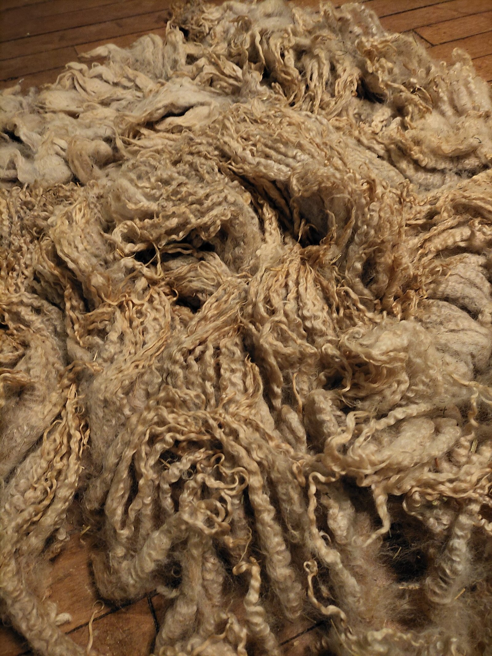 8" Wensleydale/Teeswater fleece - Image 2