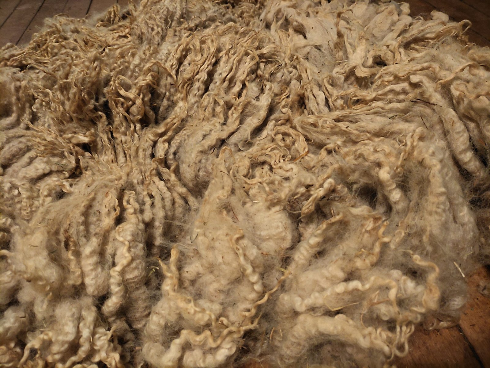 8" Wensleydale/Teeswater fleece - Image 3