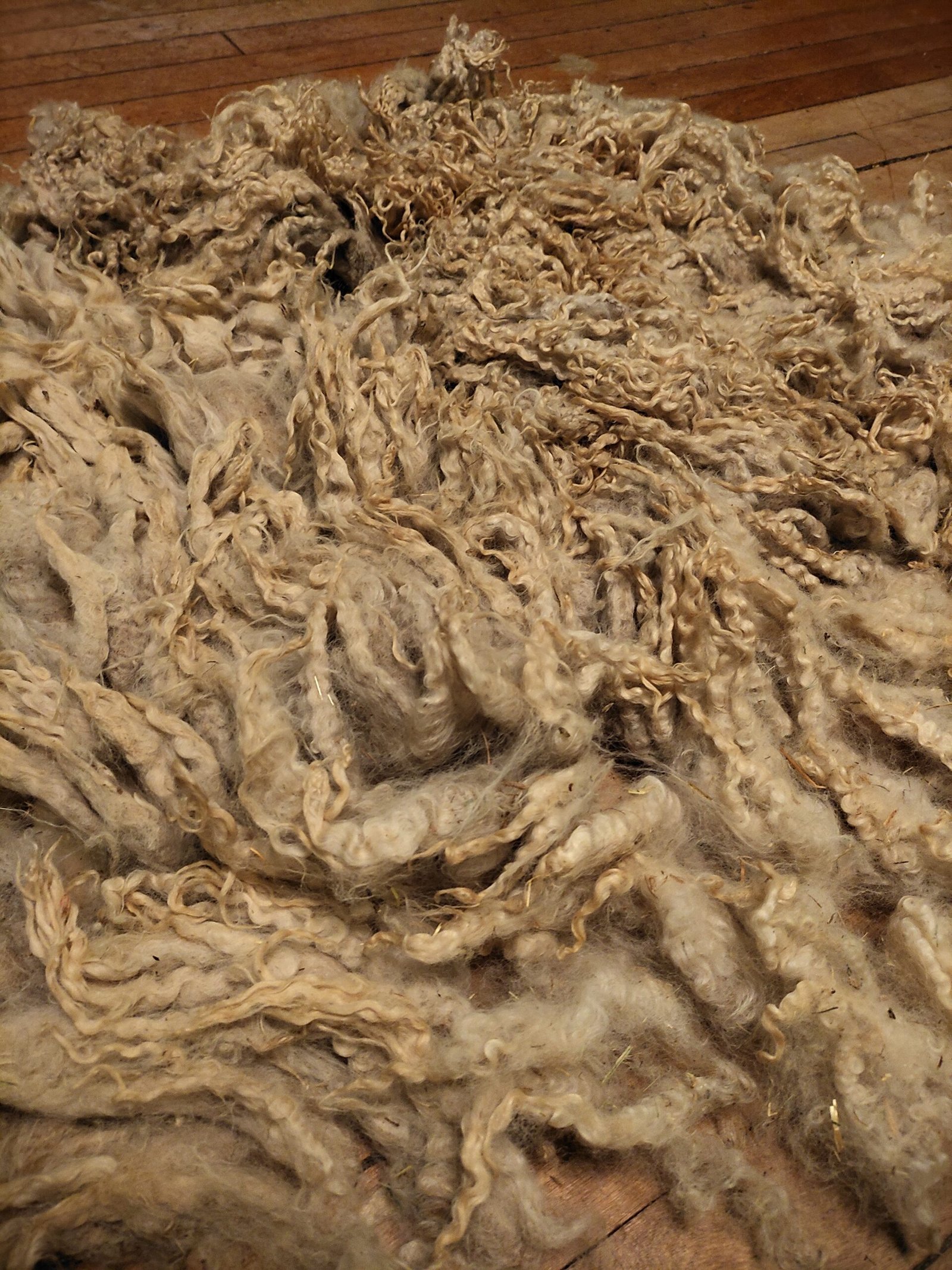 8" Wensleydale/Teeswater fleece - Image 2