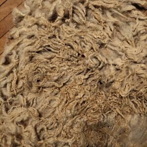 8" Wensleydale/Teeswater fleece