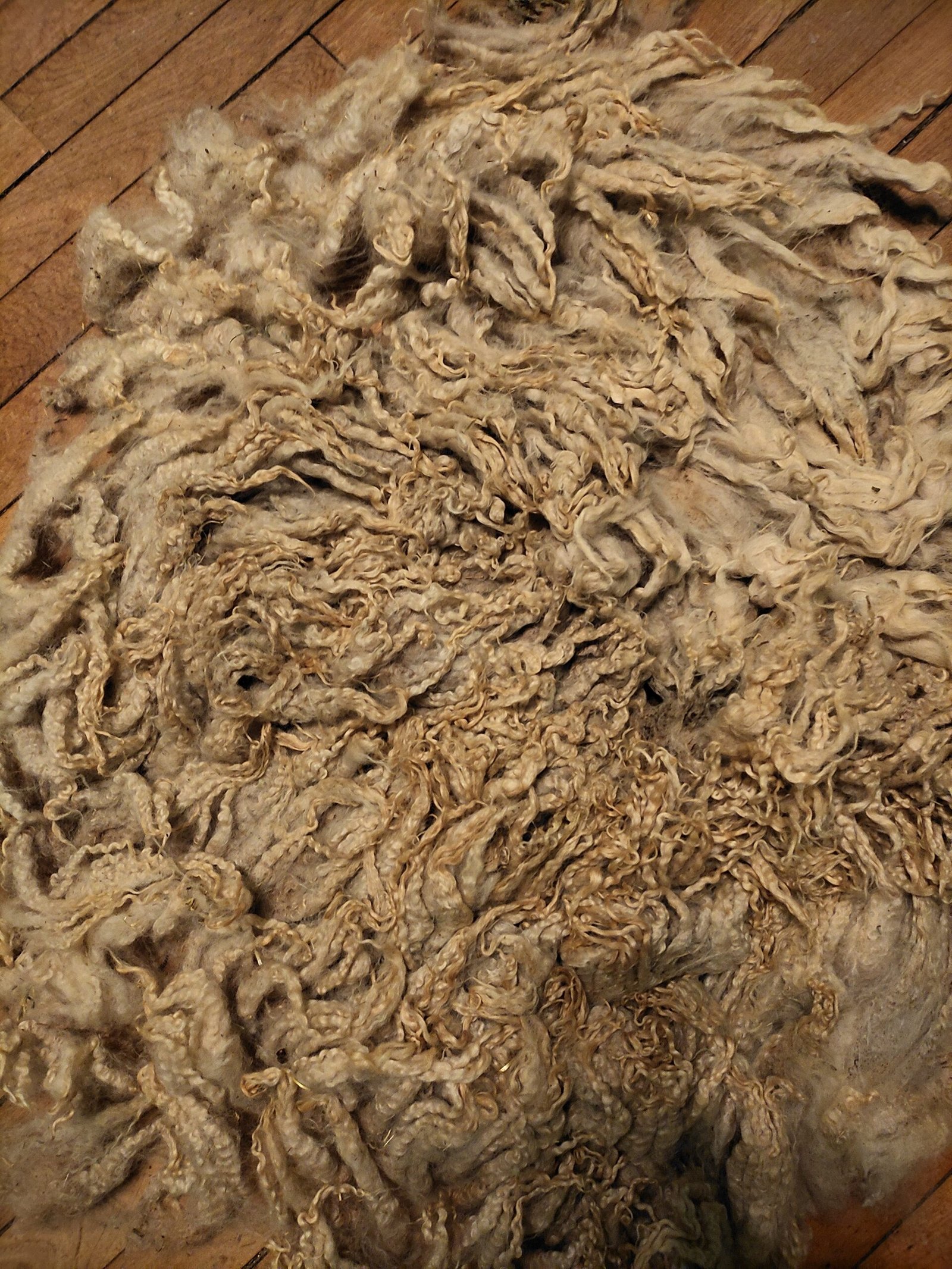 8" Wensleydale/Teeswater fleece