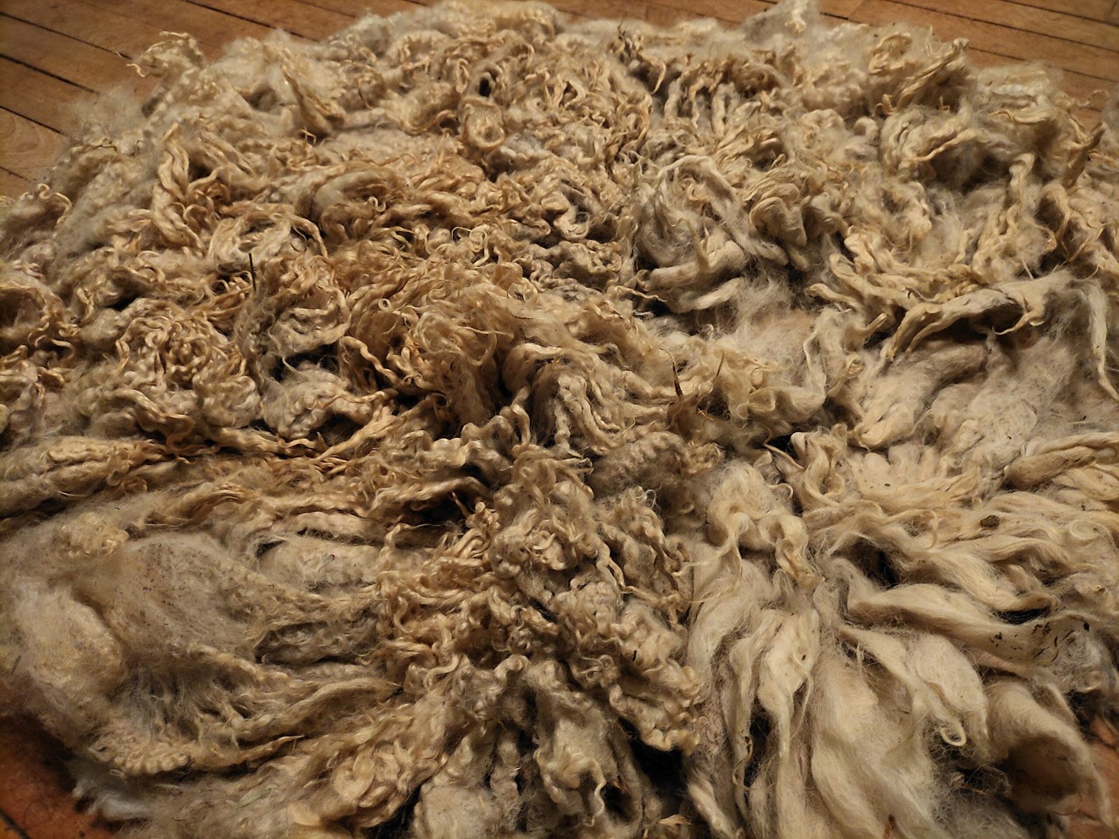 8" Wensleydale/Teeswater fleece - Image 3
