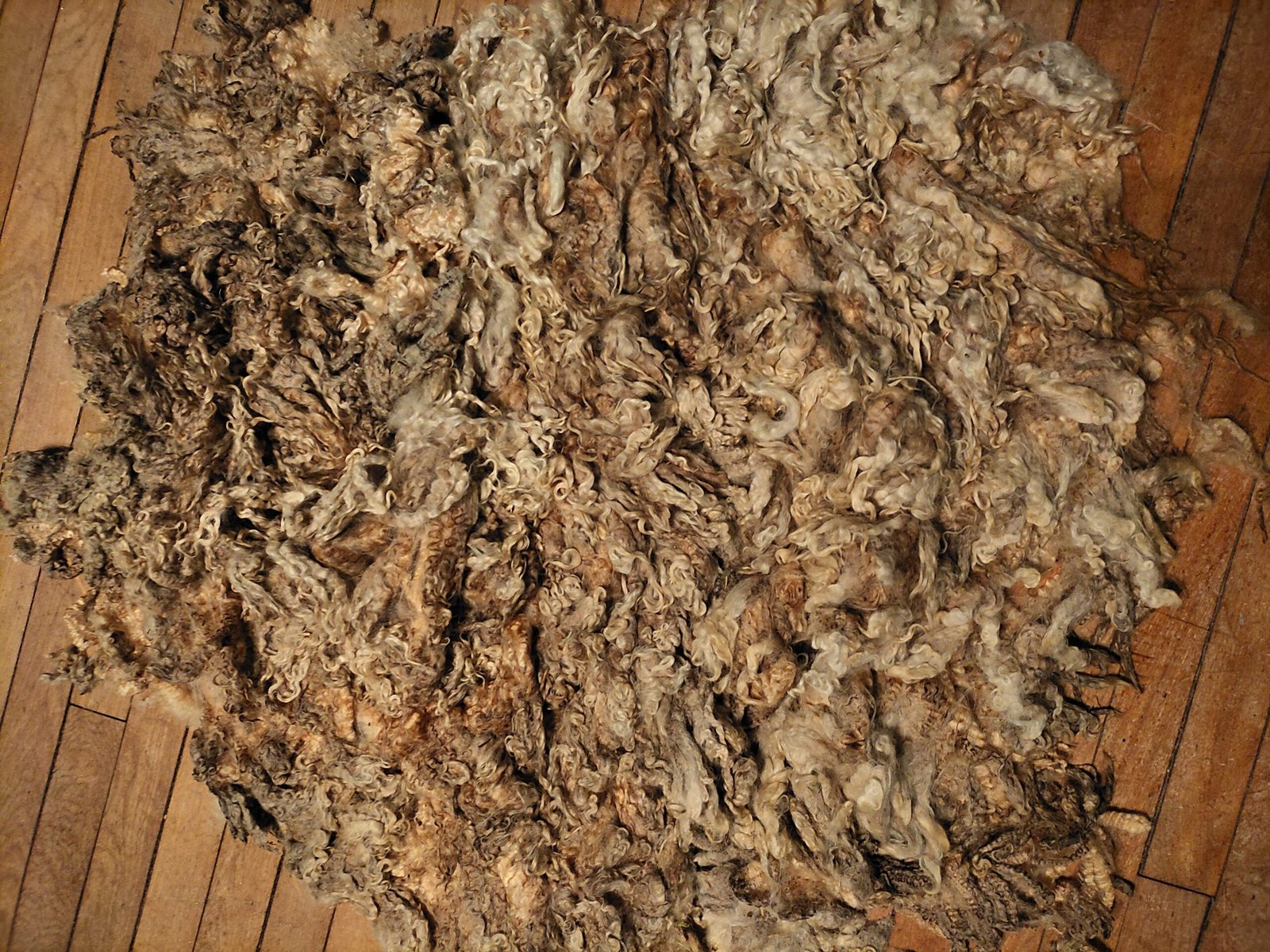 10" Wensleydale/Teeswater fleece