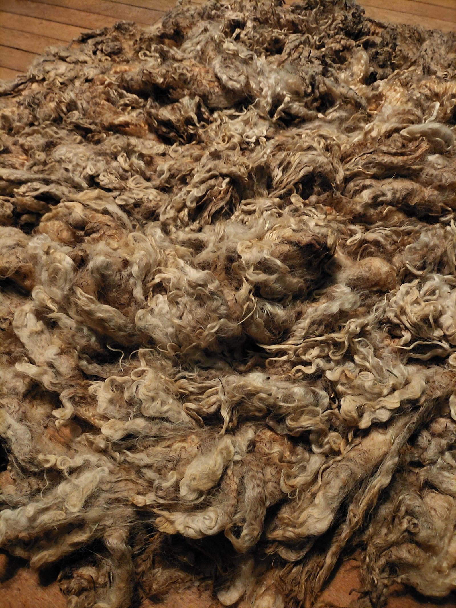 10" Wensleydale/Teeswater fleece - Image 2