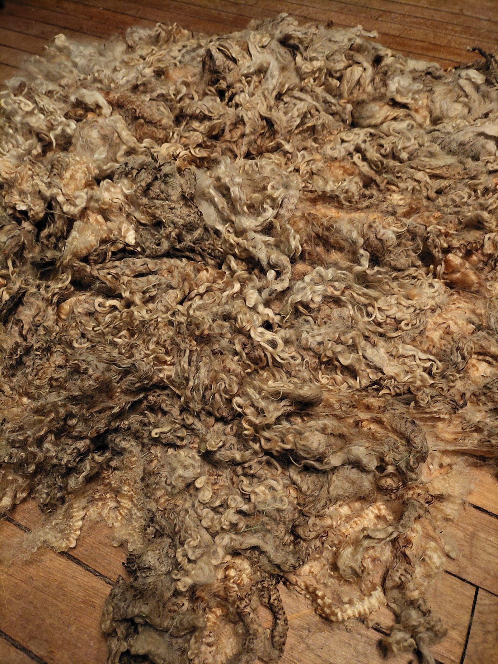 10" Wensleydale/Teeswater fleece - Image 4