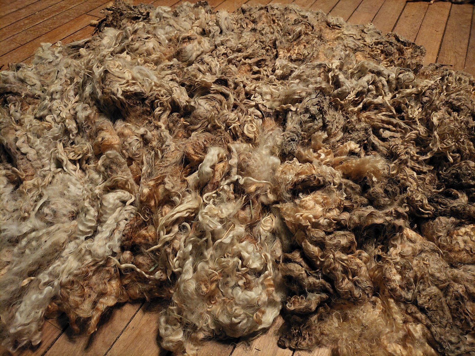 10" Wensleydale/Teeswater fleece - Image 3